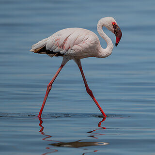 Nakuru NP - Lesser flamingo